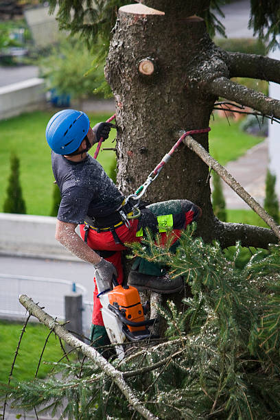 Reliable Arlington, NY Tree Care Services Solutions